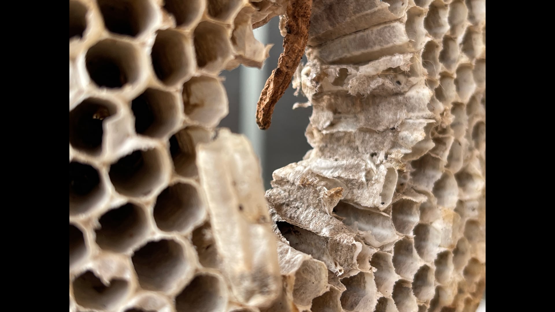 2021 July 15: Anatta...Stepping into a Wider Perspective