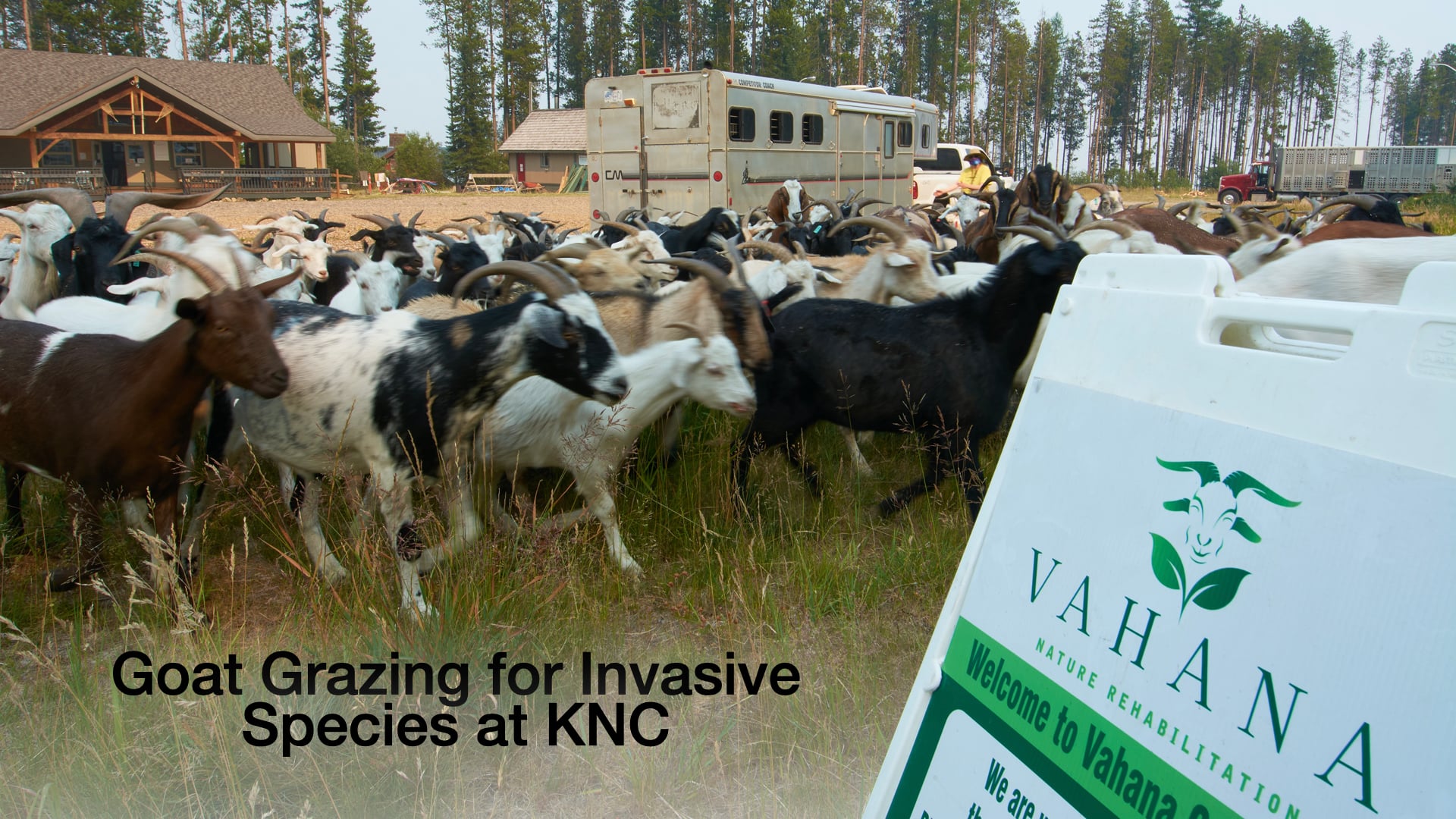 Goat Grazing for Invasive Species at KNC