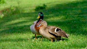 duck, bird, grass
