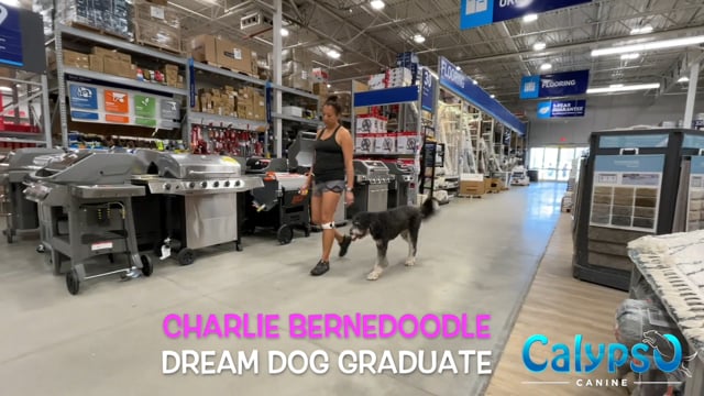 Charlie the Bernedoodle