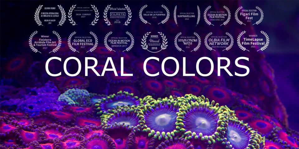 koraal kleuren