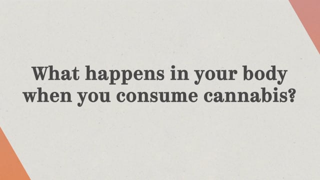 What Happens When You Consume Cannabis?
