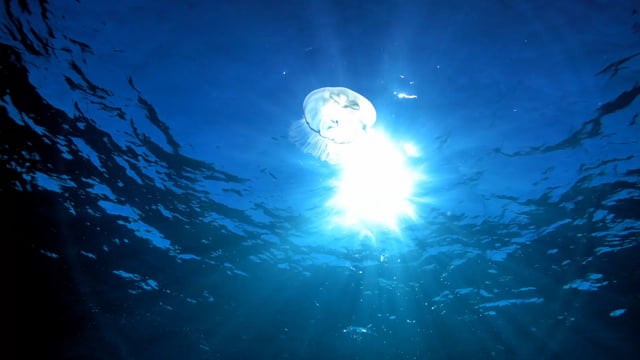 Underwater Reel