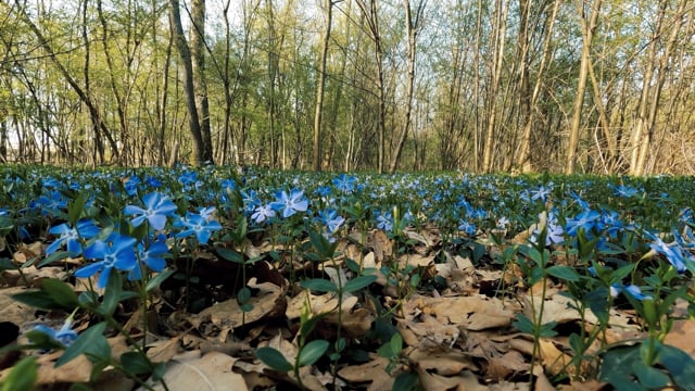 Flowers Grass Trees - Free video on Pixabay