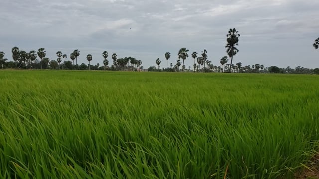 Khmer Field Cambodia - Free video on Pixabay