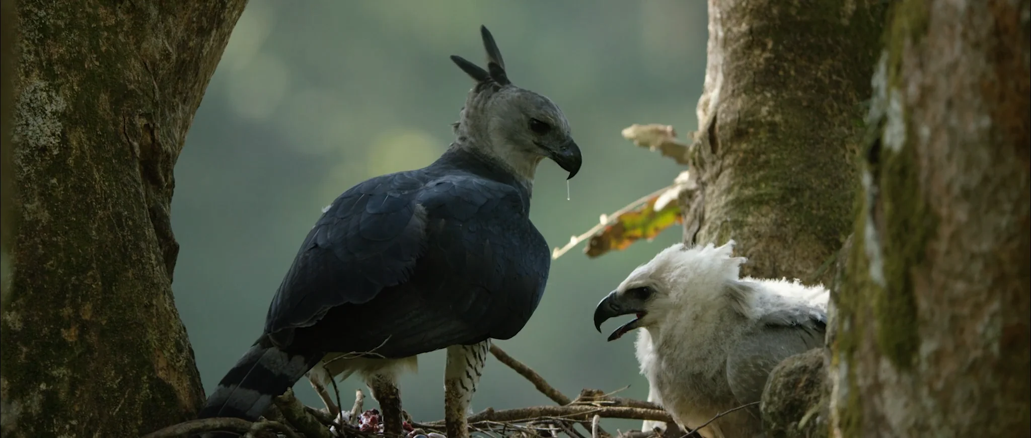 Aguilucho: Dance of the Harpy Eagle, Protecting the Ancients - Shorts