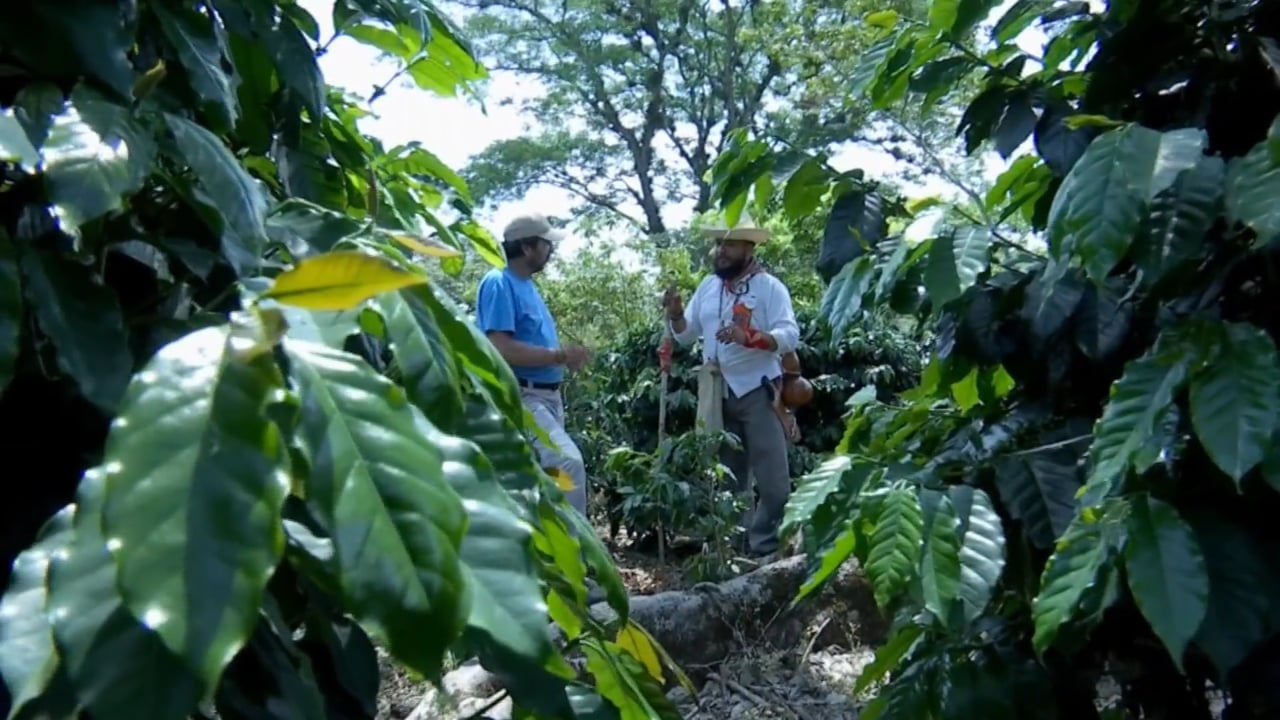 Senderos del Café