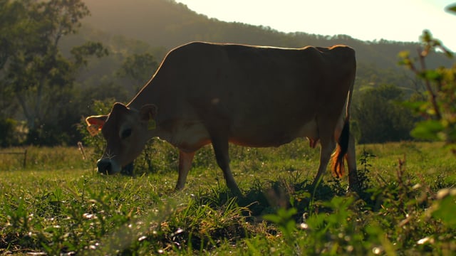 Scenic Rim Tourism Brand TVC