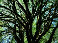 Standing Strong in Presence - August 1 Song Bath Sanctuary