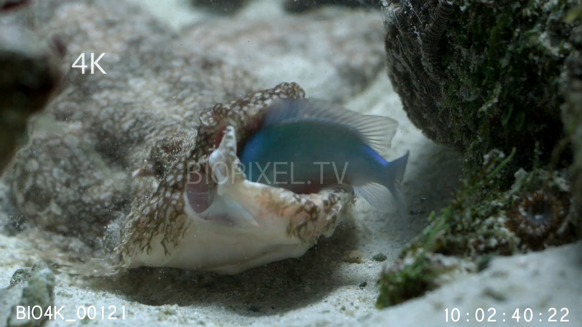 Underwater Indonesia - Tasselled wobbegong shark feeding high speed ...