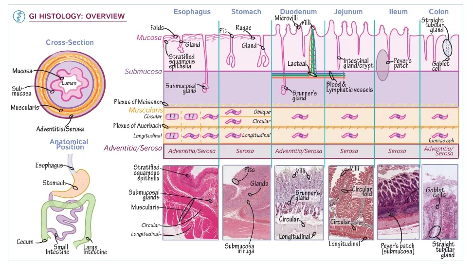 5-Histology Fundamentals(Digestive System).mp4 on Vimeo