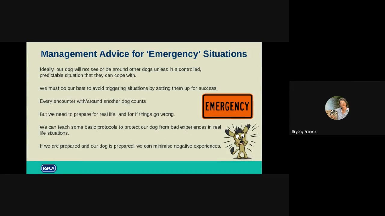 Dogs Aggressive to other dogs Part 4 of 4: management advice for emergency situations