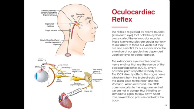  The Oculocardiac Reflex for Stress and Relaxation