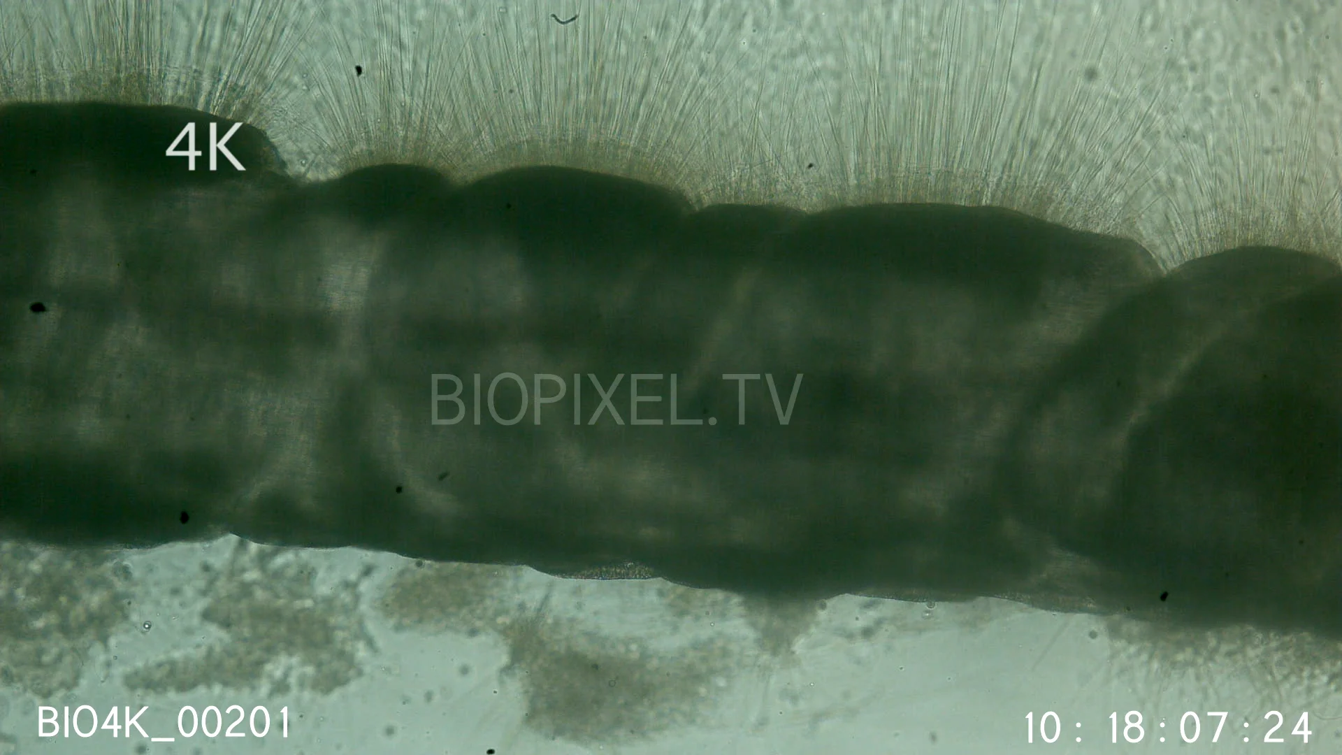 Venomous Animals Box jellyfish Chironex nematocysts slow motion 1500