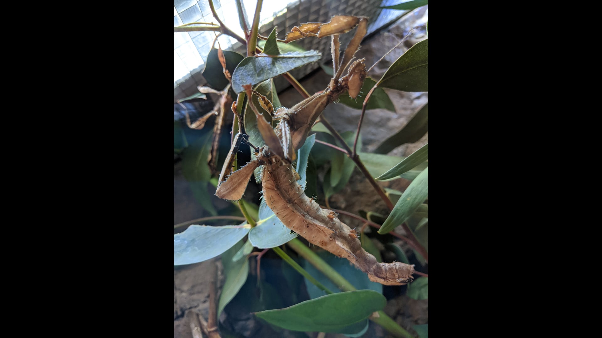 2021 July 26: Care for the Self WHILE Caring for Others