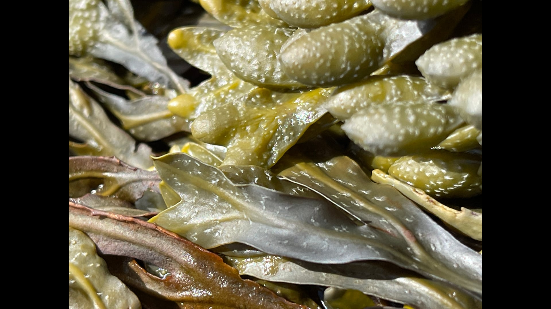 2021 July 27: The Kintsugi Craftsperson