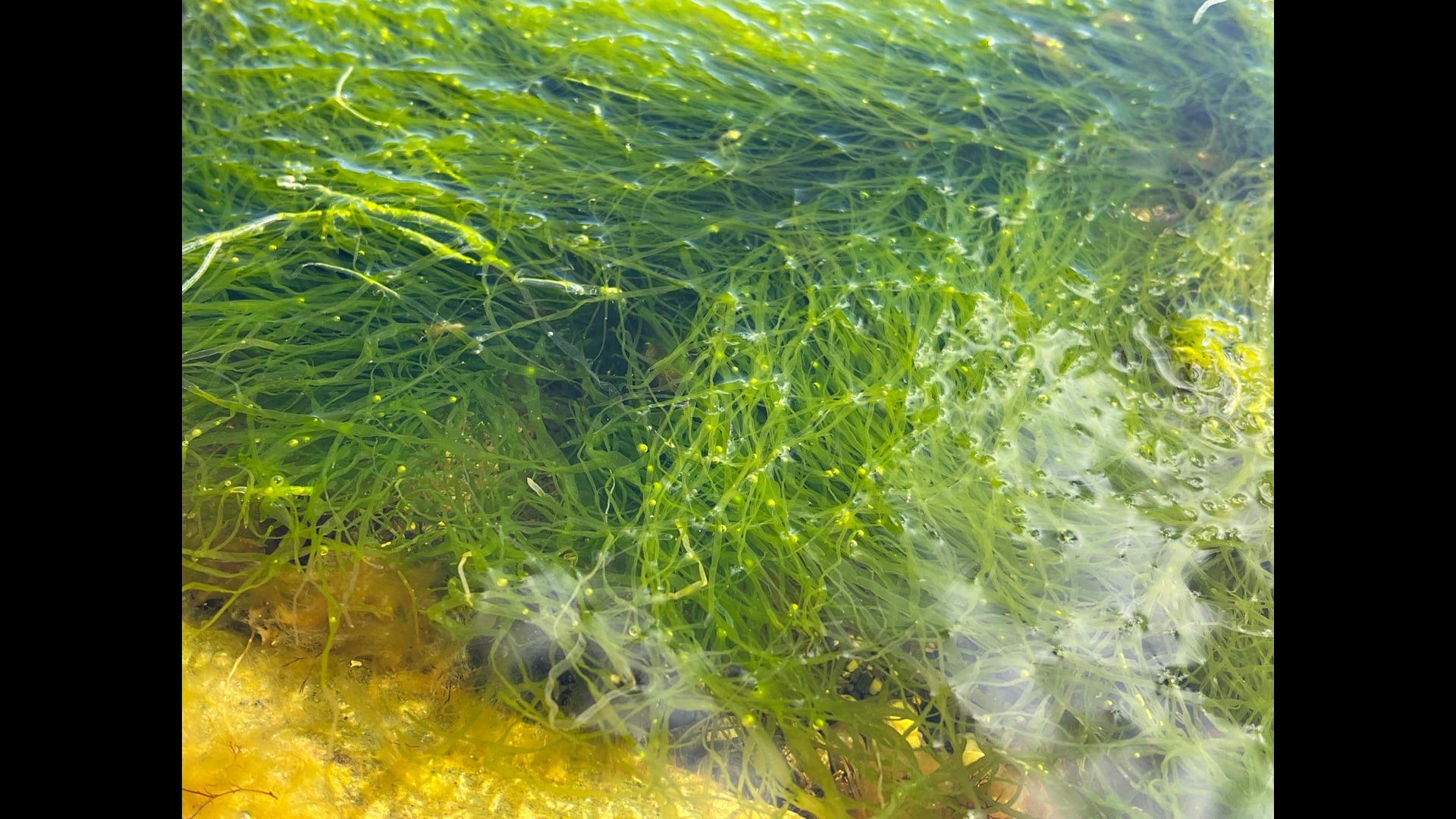 2021 July 29: The Dance of, Self & Not Self, of Self & Other, of In Here & Out There