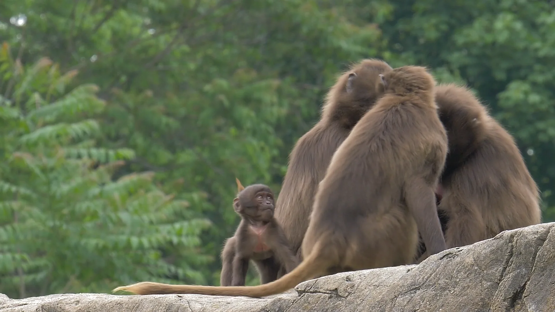 Gelada Reserve - Bronx Zoo