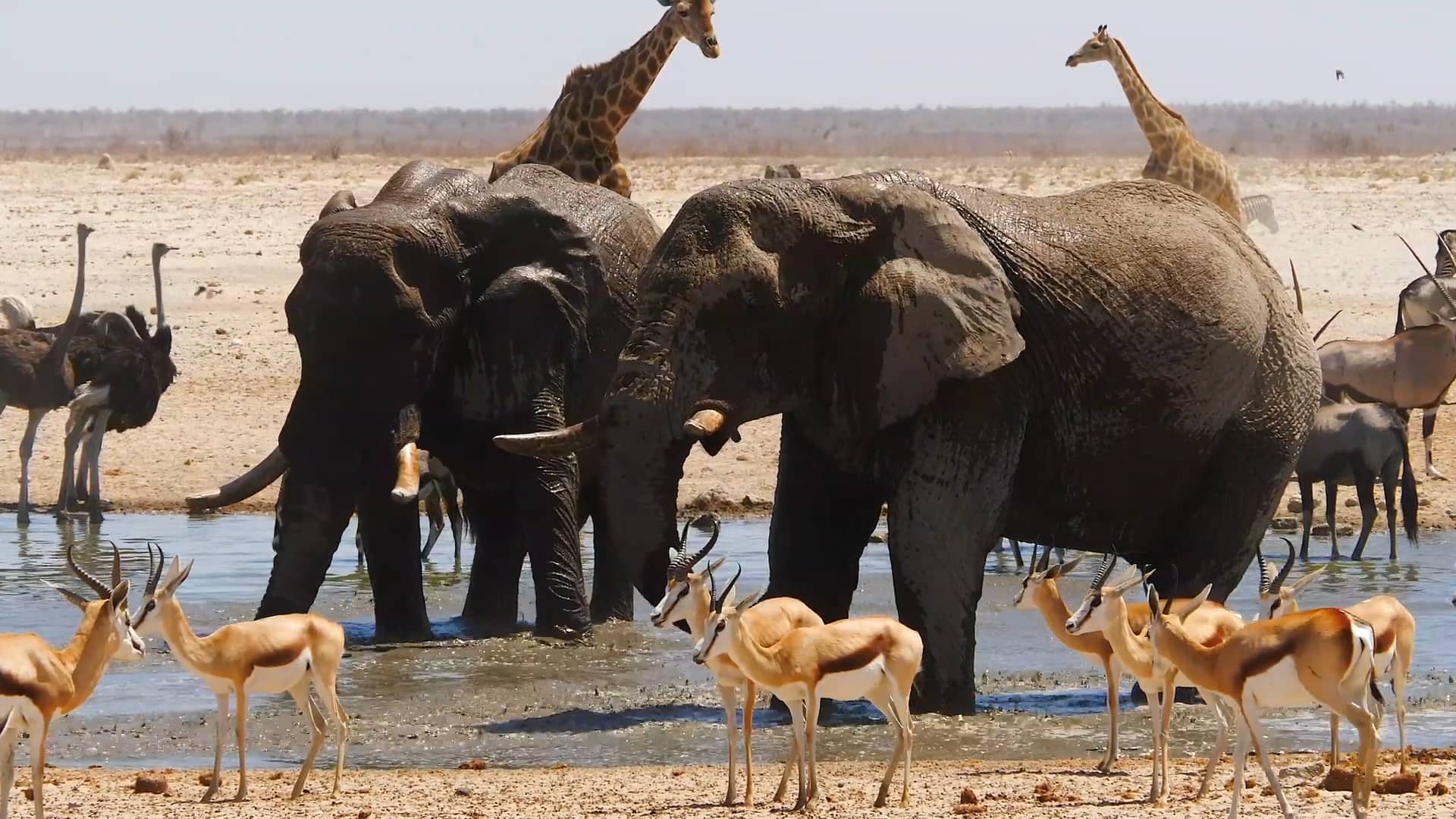 Cultural and Biological Diversity
