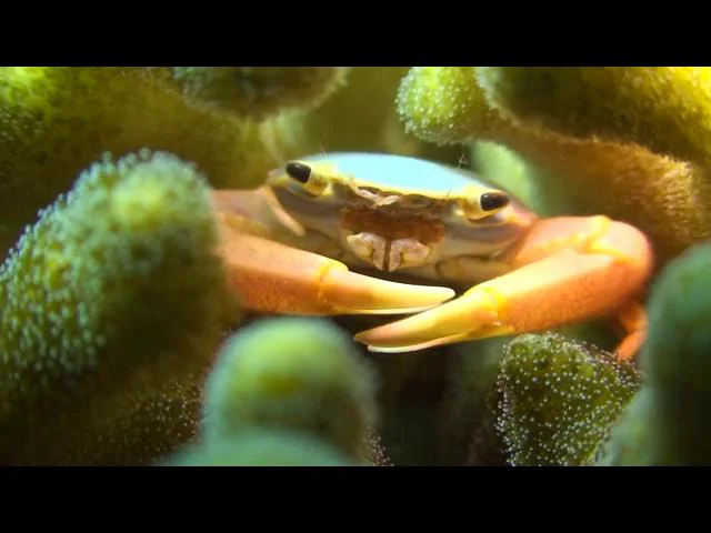 Preview of Daniel Pikarski’s 2011 underwater film from Nuweiba