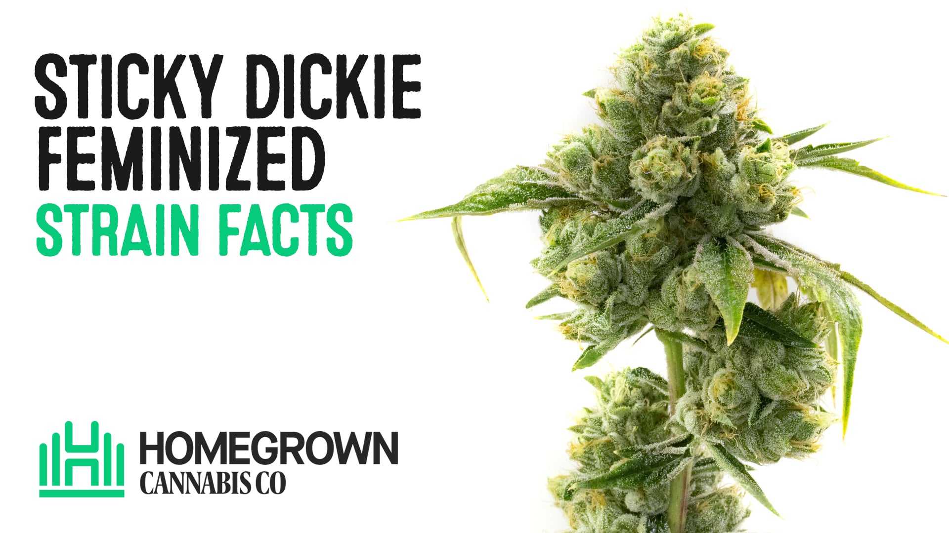 Sticky Dickie Seeds