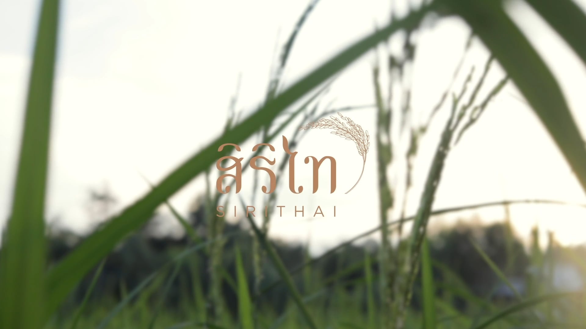 สิริไท | SIRITHAI (CEO)