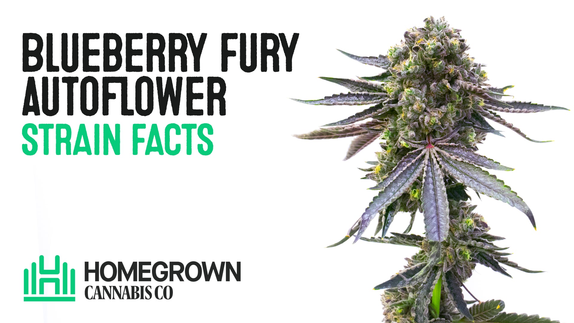 Blueberry Fury Auto Seeds
