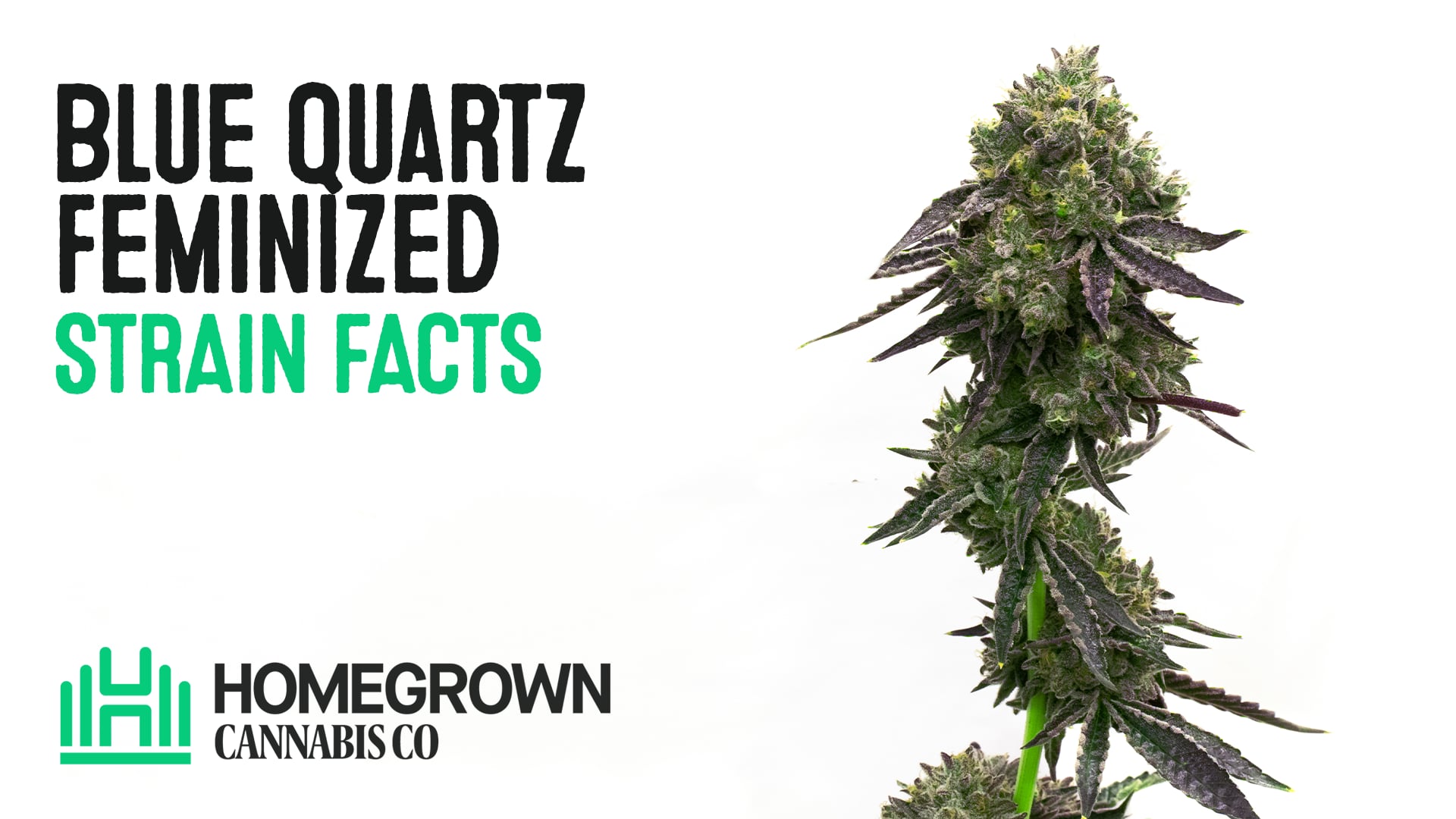 Blue Quartz Feminized Cannabis Seeds