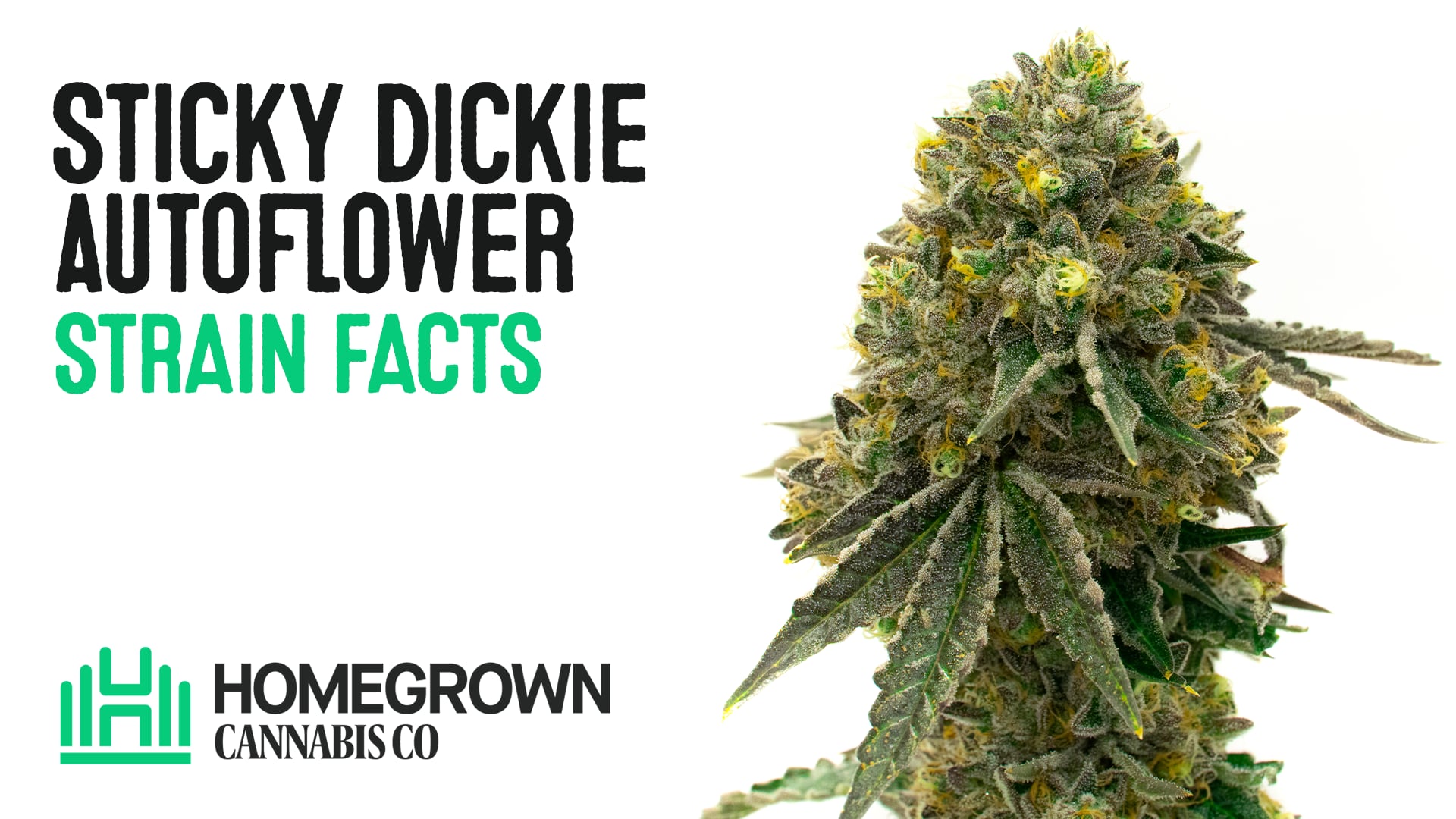 Kig forbi Berygtet klodset Sticky Dickie Auto Seeds | Homegrown Cannabis Co.