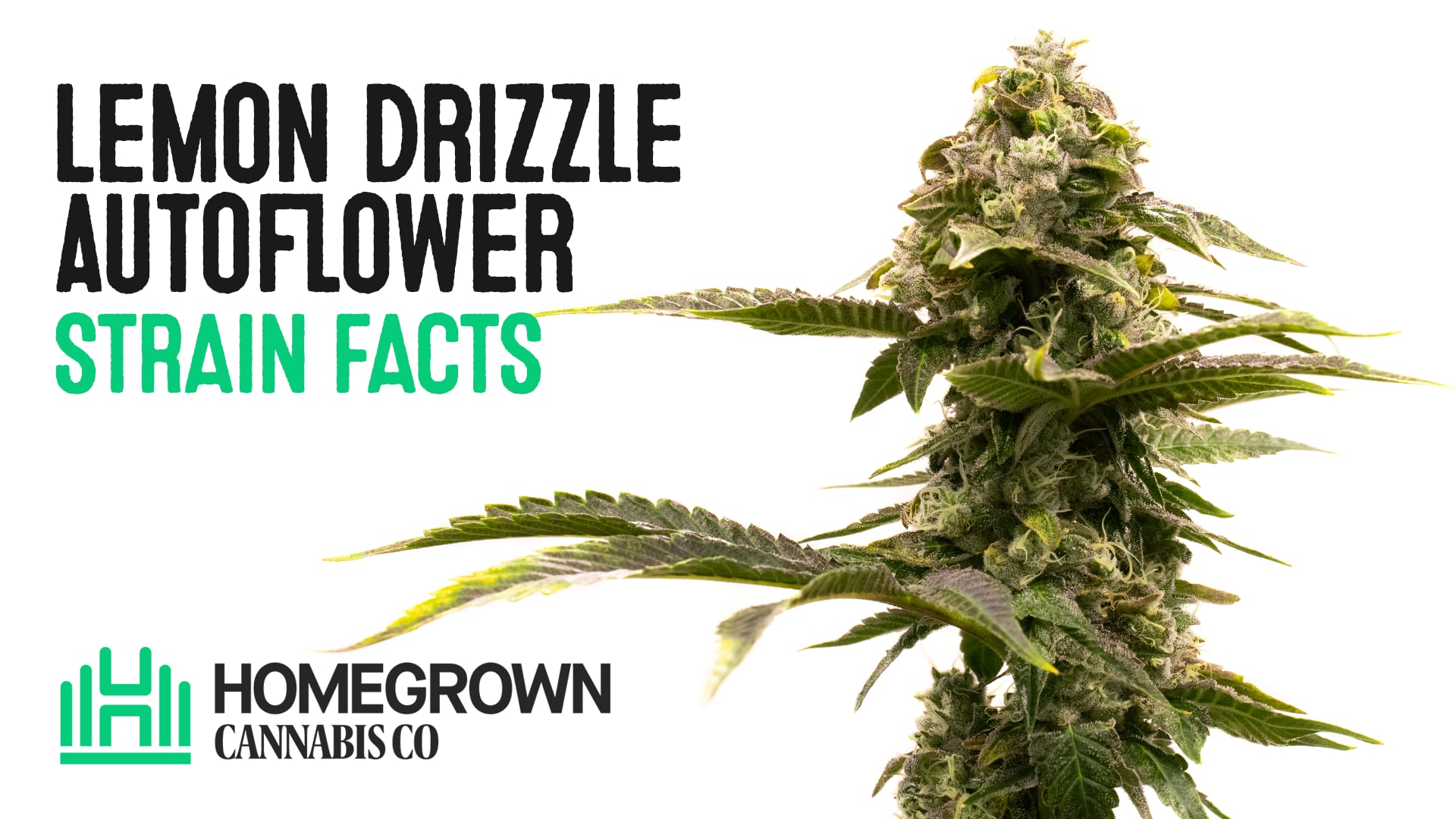 Lemon Drizzle Autoflower Cannabis Seeds