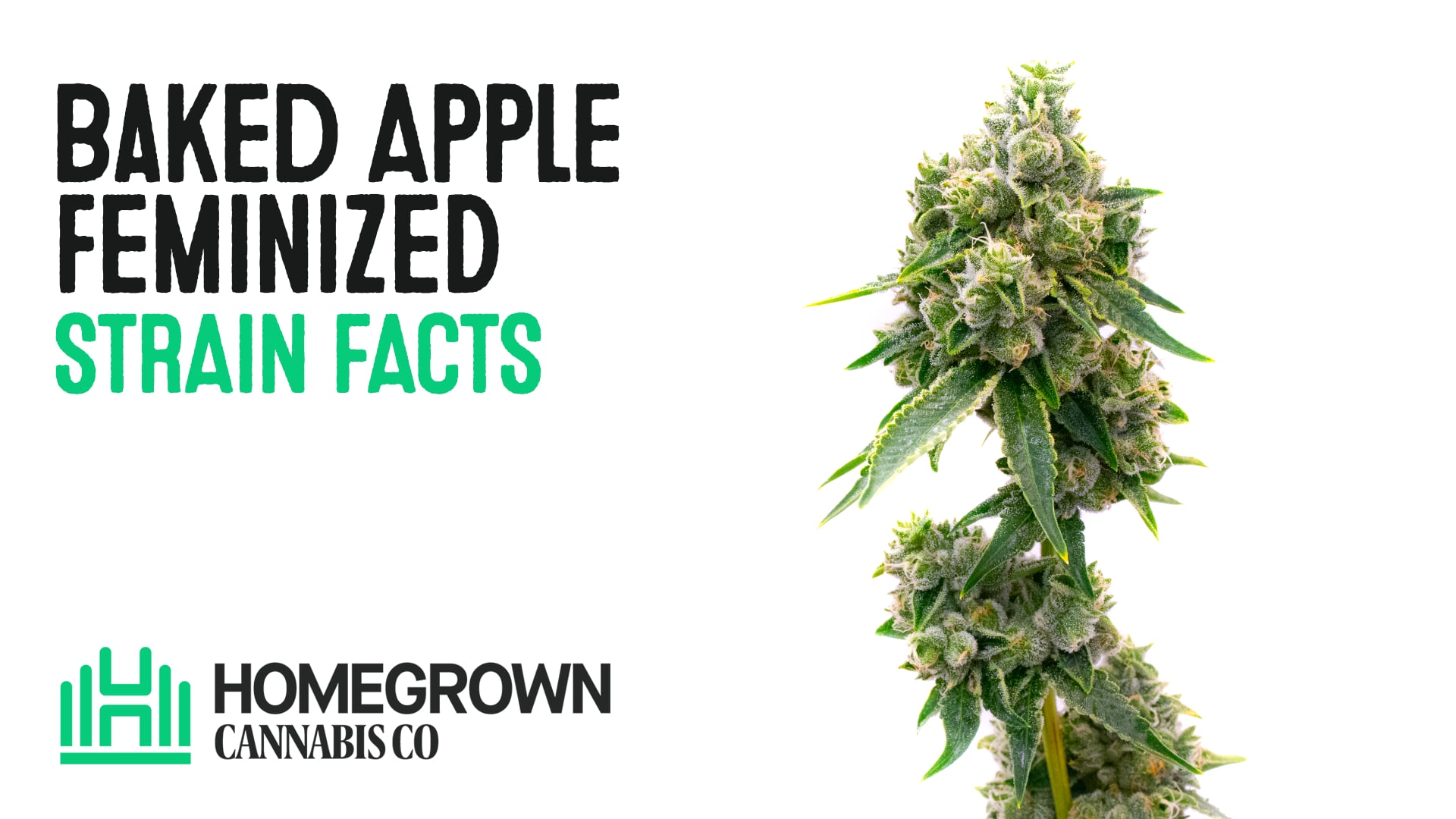 Baked Apple Feminized Cannabis Seeds