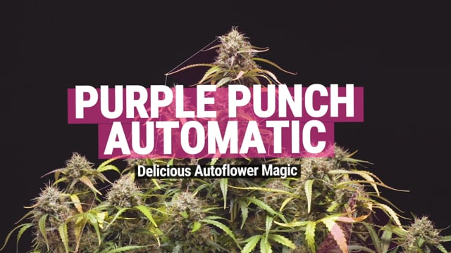Wholesale Barney's Farm Seeds  Purple Punch Auto Seeds - 3 seeds