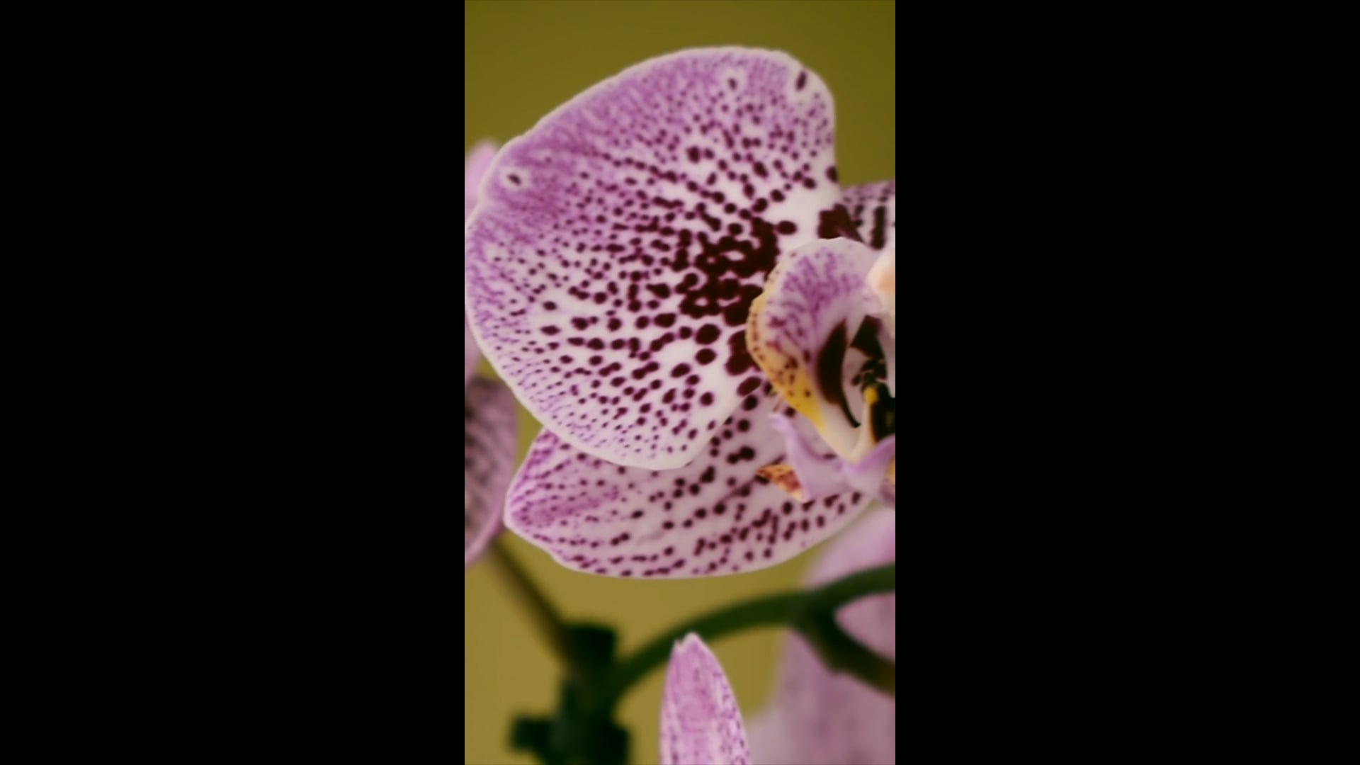 Moshi Moshi Food & Decor