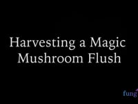 Harvesting magic mushrooms