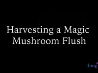 Harvesting Magic Mushrooms