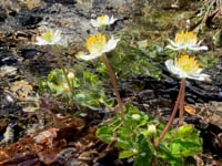 Embody the Light - August 8 Song Bath Sanctuary