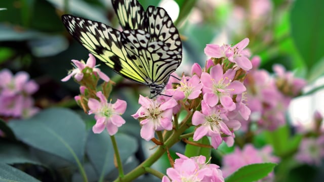 Butterflies Insects Flowers Free Stock Video - Pixabay