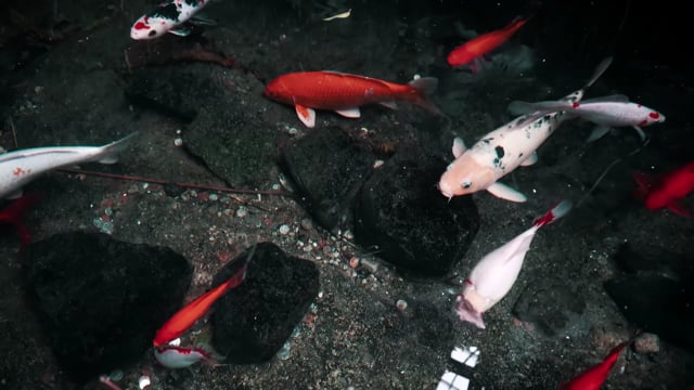 Video cá Koi HD & 4K sẽ đưa bạn đến bên trong một thế giới nước hoàn toàn mới. Bạn sẽ được thưởng ngoạn câu chuyện đầy sắc màu của những chú cá Koi tuyệt đẹp, quá trình chúng trưởng thành và cách chăm sóc chúng để giữ chúng khỏe mạnh. Đón xem video ngay hôm nay để thư giãn và tận hưởng trải nghiệm sống động nhất.