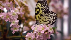 butterfly, flower, insect