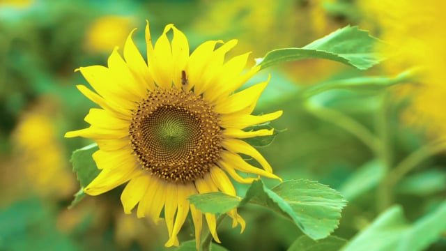 90以上の無料ひまわり 自然動画 Hd 4kクリップ Pixabay