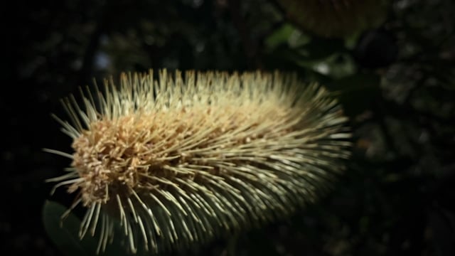 Banksia Australian Native Native Free Stock Video Pixabay