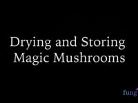 Drying and Storing Magic Mushrooms