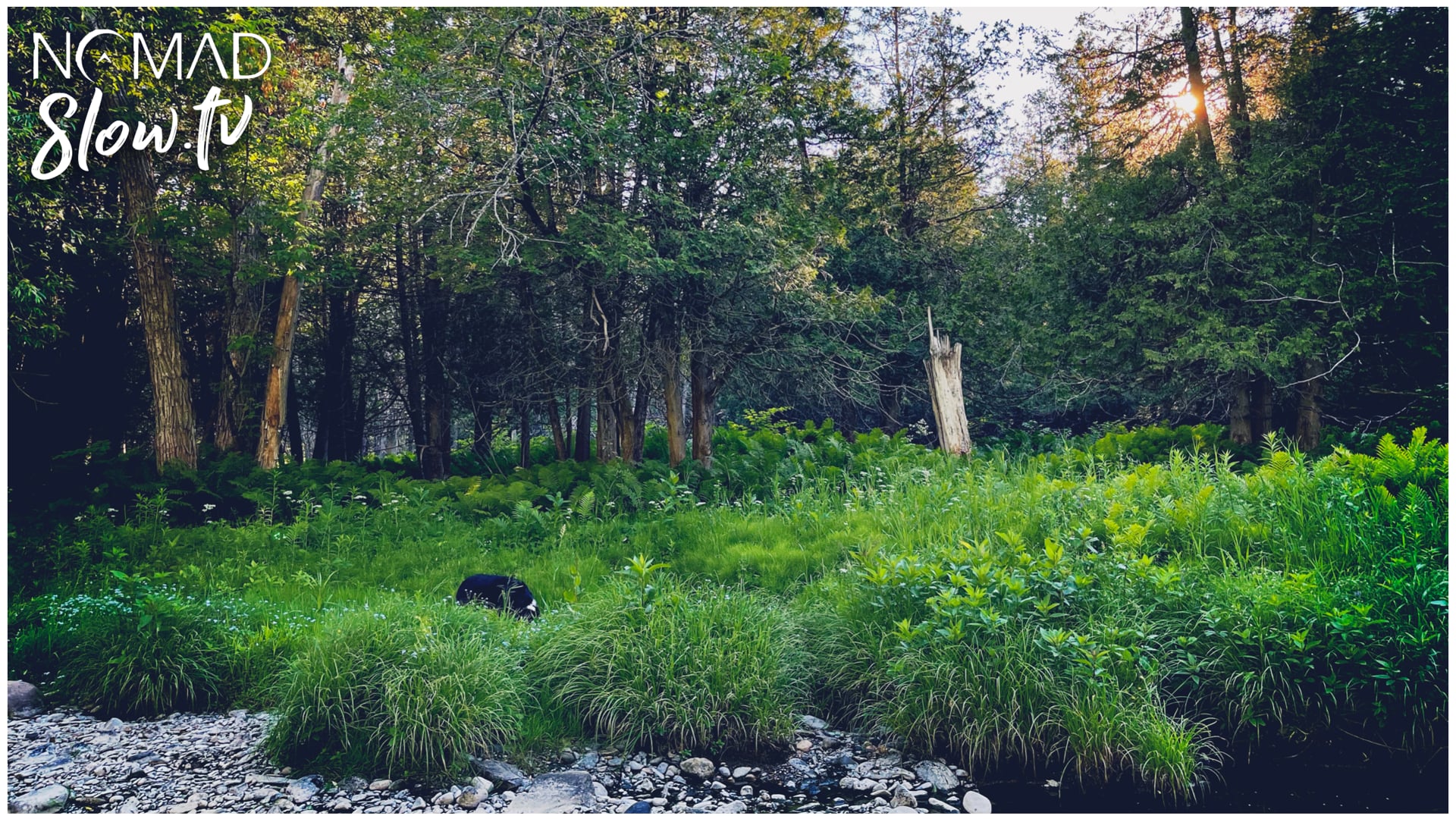 The Inner Jungle - Stanstead