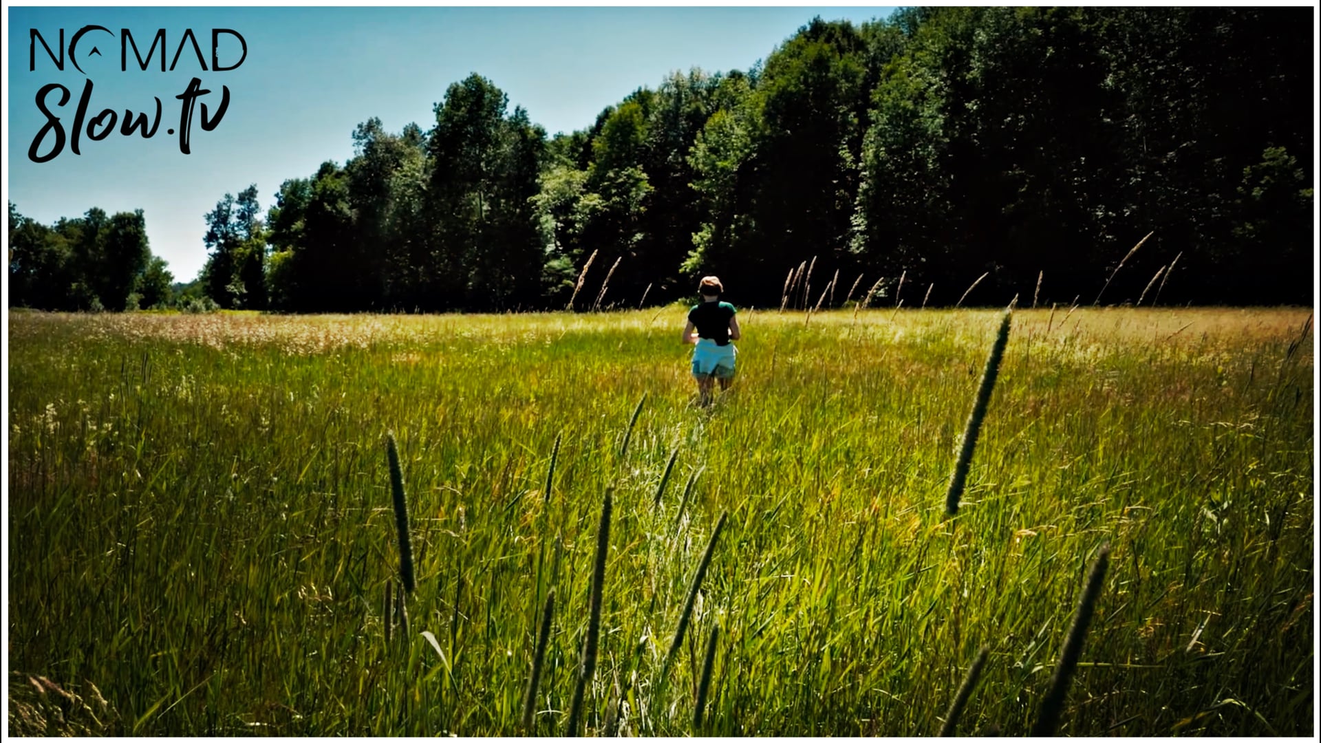 Windy Summer Field