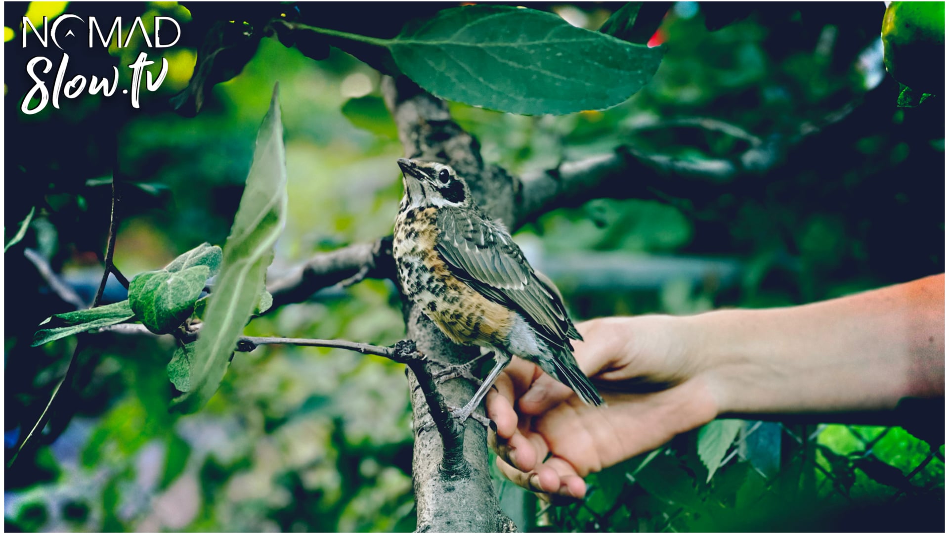 House Bird