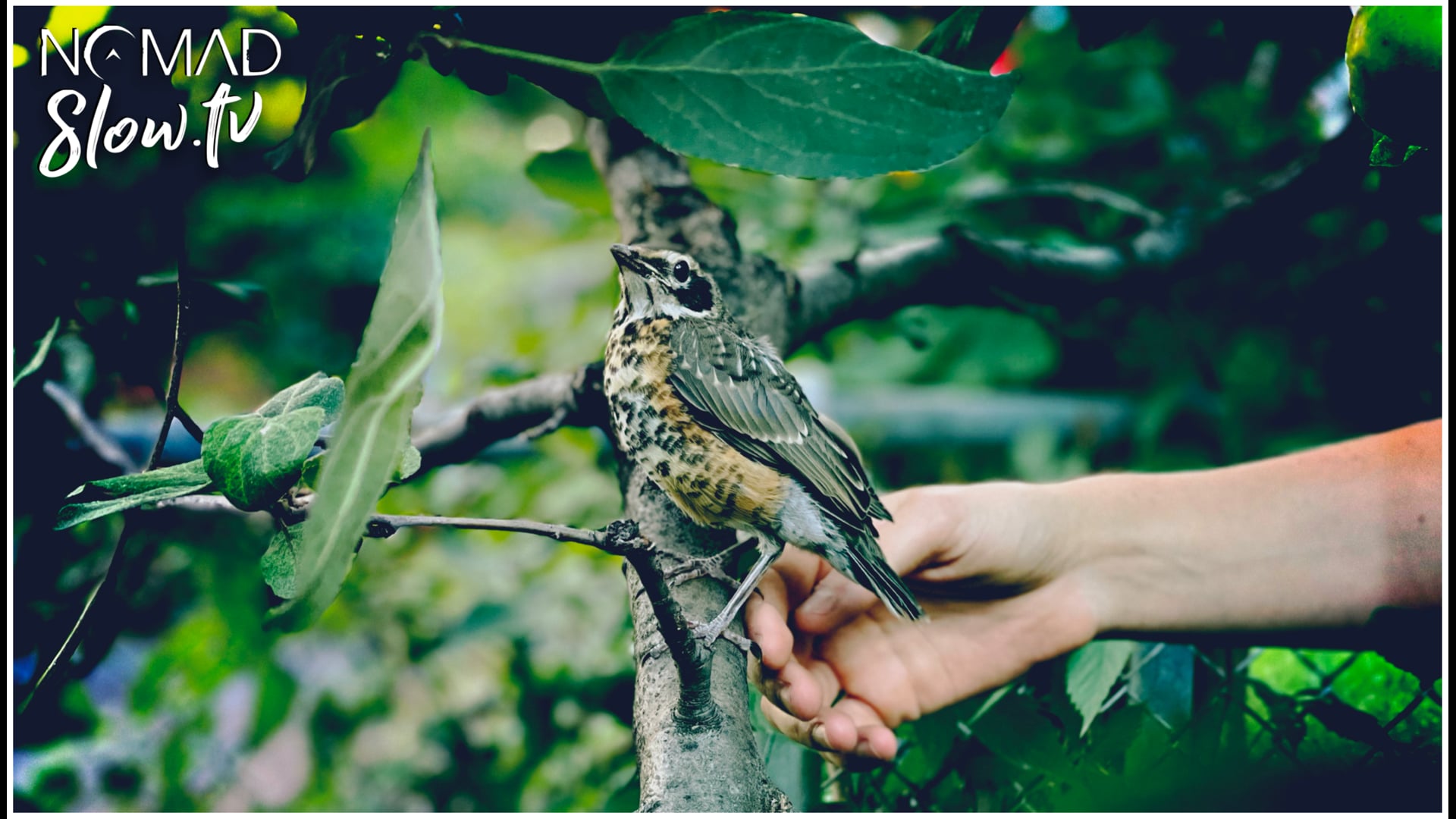 House Bird