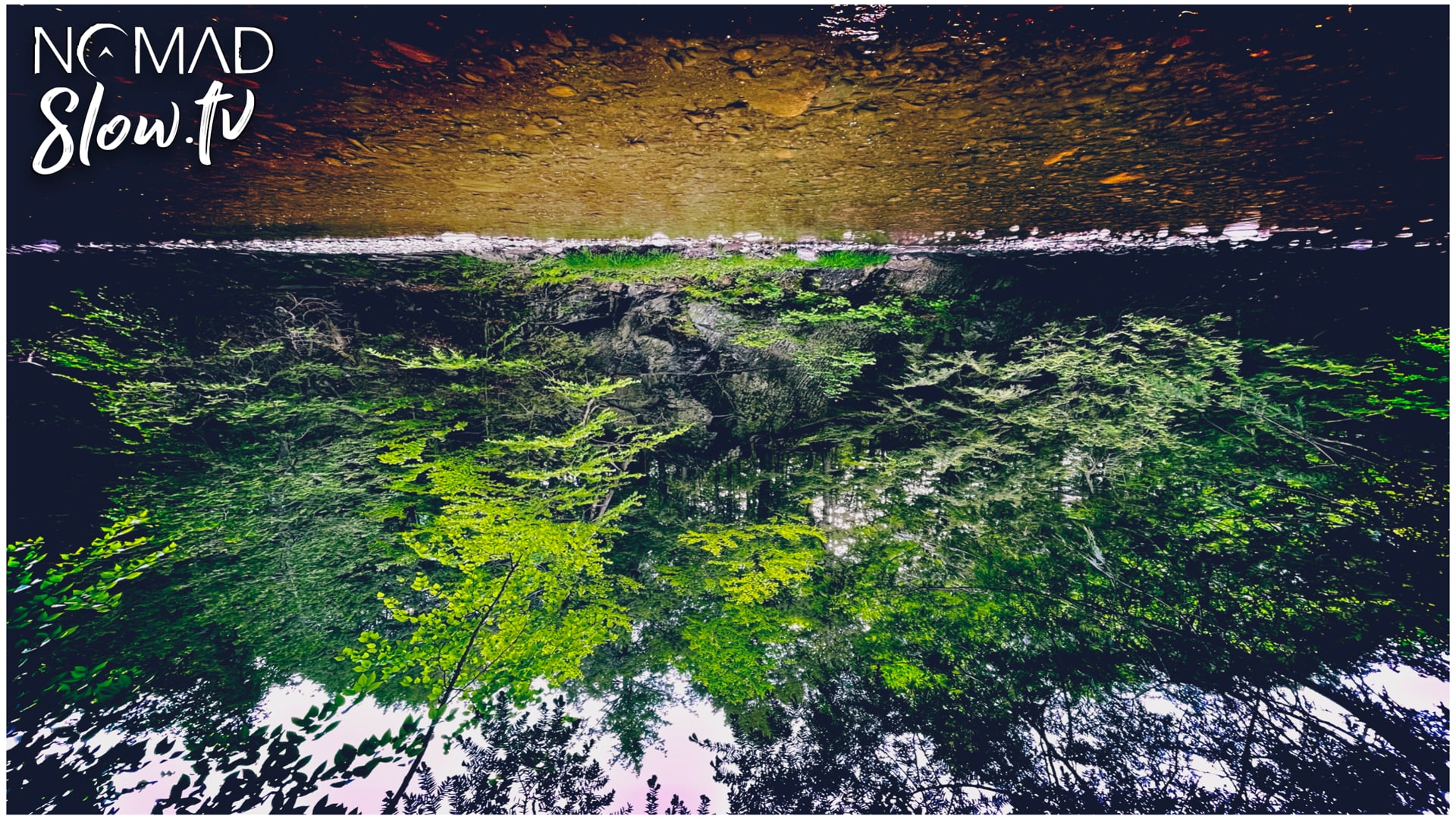 First Day on Earth for Man & Dog - Tomifobia