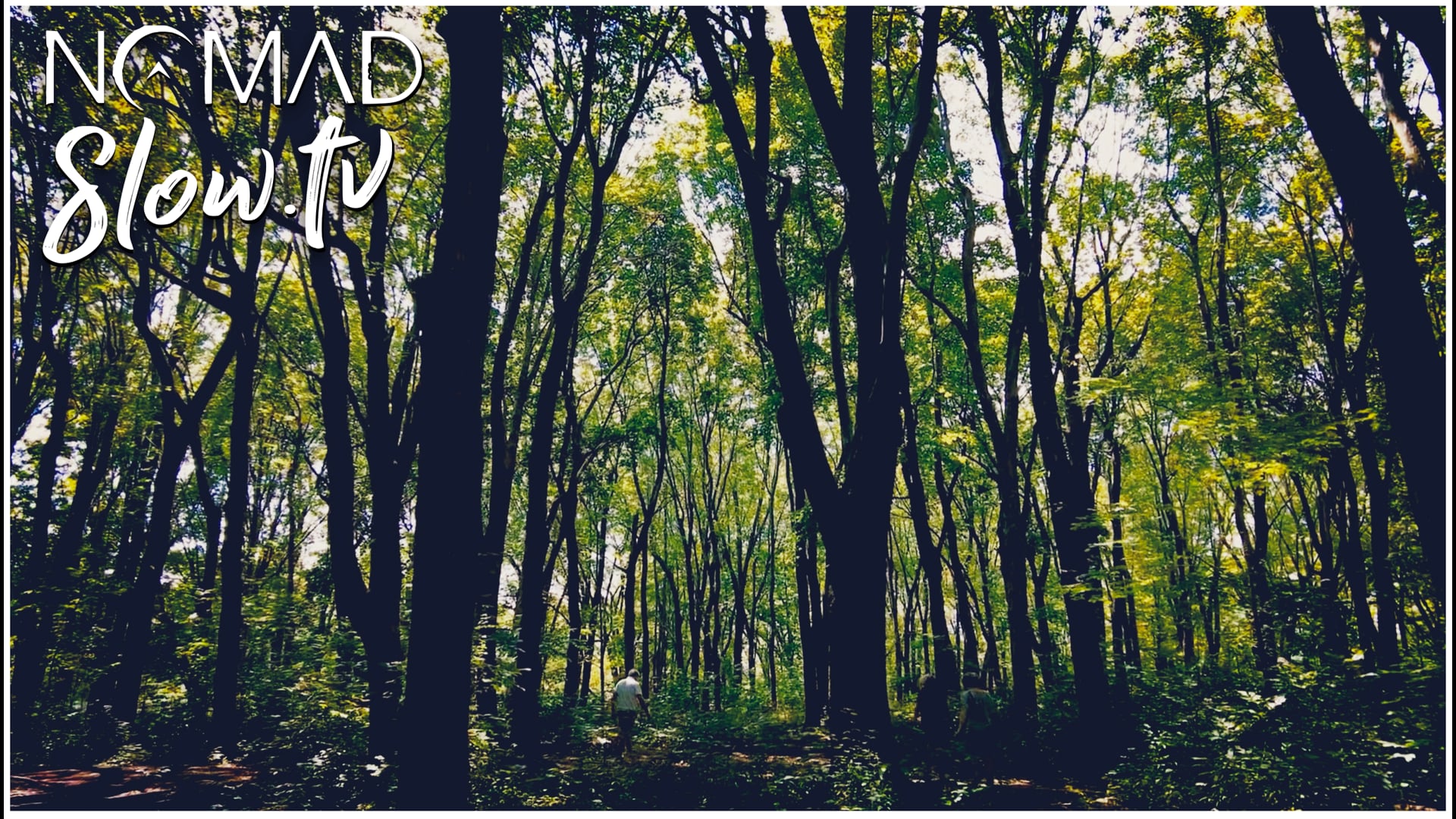 Nicochon marche le Mont Royal - Tupelo Train - Chris Haugen