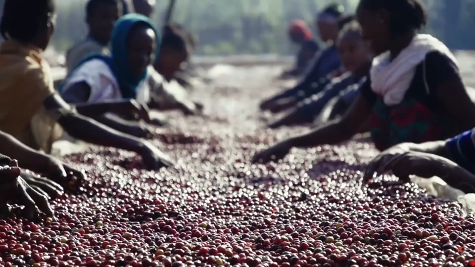 Footage of Harvest in Ethiopia
