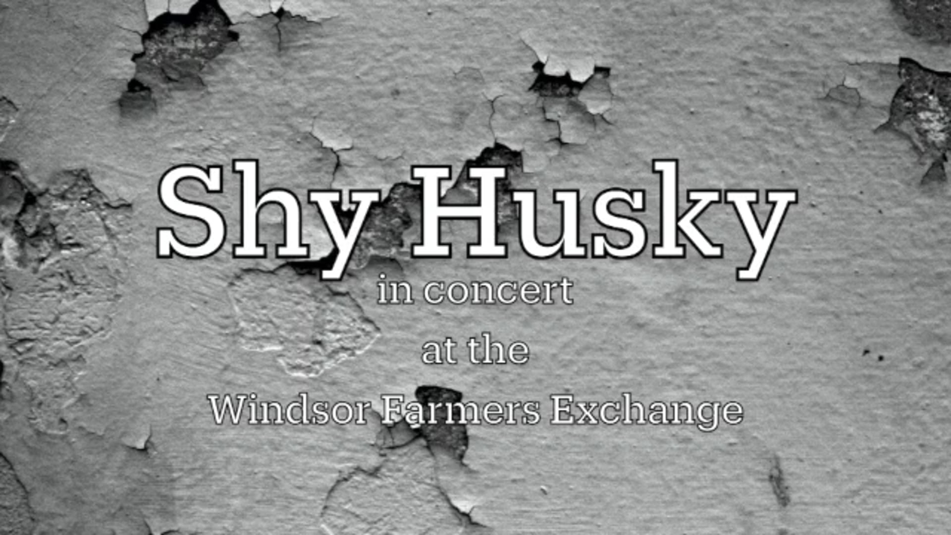 Shy Husky at Windsor Exchange